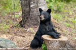 wildlife;bear;bears;black-bear;Ursus-americanus;Sugar-Hill;NH;stump;D4