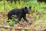 wildlife;bear;bears;black-bear;Ursus-americanus;wet;Sugar-Hill;NH;D4