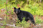 wildlife;bear;bears;black-bear;Ursus-americanus;Sugar-Hill;NH;D4