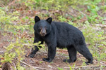 wildlife;bear;bears;black-bear;Ursus-americanus;Sugar-Hill;NH;D4