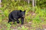 wildlife;bear;bears;black-bear;Ursus-americanus;Sugar-Hill;NH;rocks;D4