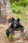 wildlife;bear;bears;black-bear;Ursus-americanus;Sugar-Hill;NH;hollow-stump;stump;D4