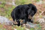 wildlife;bear;bears;black-bear;Ursus-americanus;Sugar-Hill;NH;rocks;D4