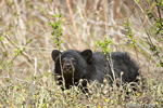 wildlife;bear;bears;black-bear;Ursus-americanus;Sugar-Hill;NH;grass;Head-Shot;D4