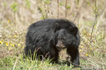 wildlife;bear;bears;black-bear;Ursus-americanus;Sugar-Hill;NH;grass;Head-Shot;D4