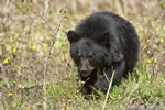 wildlife;bear;bears;black-bear;Ursus-americanus;Sugar-Hill;NH;grass;Head-Shot;D4