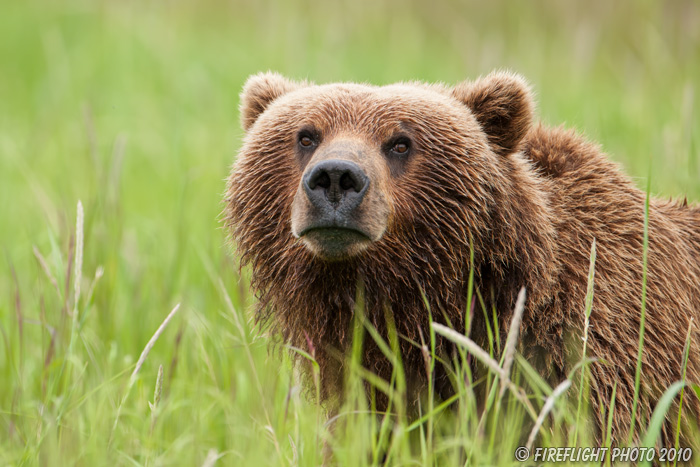 wildlife;Bear;Grizzly Bear;Brown Bear;Coastal Bear;Ursus Arctos;Head Shot;Katmai NP;Kukak Bay