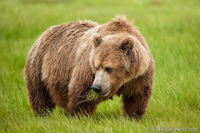 wildlife;Bear;Grizzly Bear;Brown Bear;Coastal Bear;Ursus Arctos;Head Shot;Katmai NP;Kukak Bay