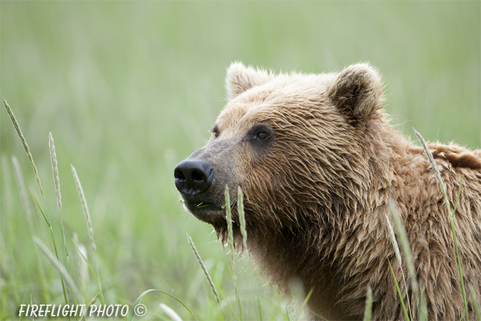 wildlife;Bear;Grizzly Bear;Brown Bear;Coastal Bear;Ursus Arctos;Head Shot;Katmai NP;Kukak Bay