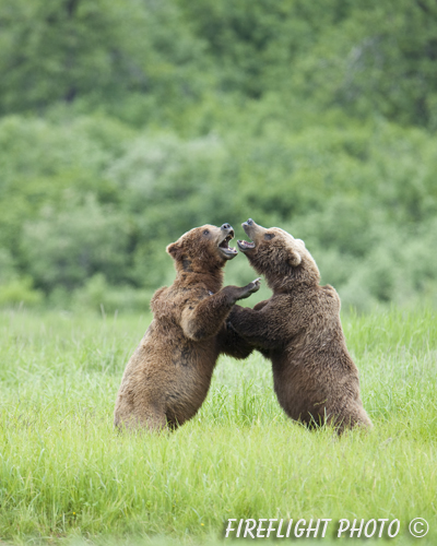 wildlife;Bear;Grizzly Bear;Brown Bear;Coastal Bear;Ursus Arctos;Katmai NP;Kukak Bay