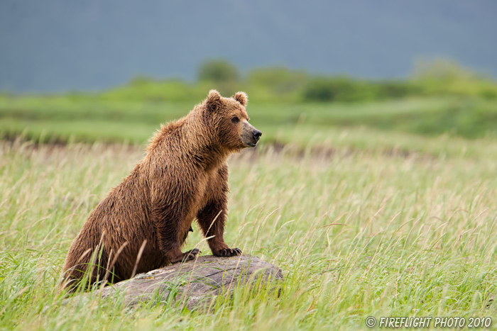wildlife;Bear;Grizzly Bear;Brown Bear;Coastal Bear;Ursus Arctos;Katmai NP;Sow;Hallo Bay
