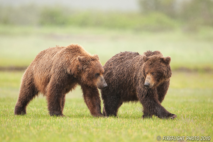 wildlife;Bear;Grizzly Bear;Brown Bear;Coastal Bear;Ursus Arctos;Katmai NP;Hallo Bay