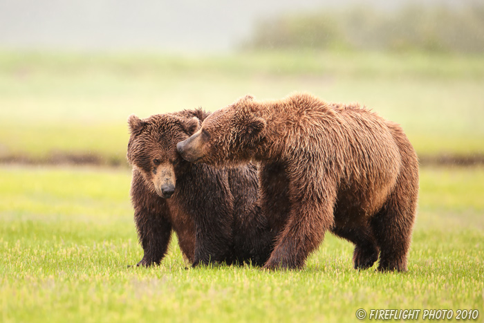 wildlife;Bear;Grizzly Bear;Brown Bear;Coastal Bear;Ursus Arctos;Katmai NP;Hallo Bay