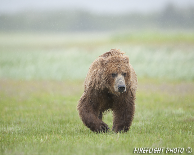 wildlife;Bear;Grizzly Bear;Brown Bear;Coastal Bear;Ursus Arctos;Katmai NP;Hallo Bay