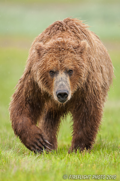 wildlife;Bear;Grizzly Bear;Brown Bear;Coastal Bear;Ursus Arctos;Katmai NP;Hallo Bay