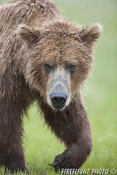 wildlife;Bear;Grizzly Bear;Brown Bear;Coastal Bear;Ursus Arctos;Head Shot;Katmai NP;Hallo Bay