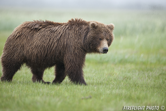 wildlife;Bear;Grizzly Bear;Brown Bear;Coastal Bear;Ursus Arctos;Katmai NP;Hallo Bay