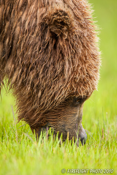 wildlife;Bear;Grizzly Bear;Brown Bear;Coastal Bear;Ursus Arctos;Head Shot;Katmai NP;Hallo Bay