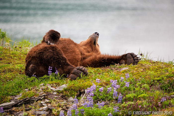wildlife;Bear;Grizzly Bear;Brown Bear;Coastal Bear;Ursus Arctos;Sleeping;Katmai NP;Kukak Bay