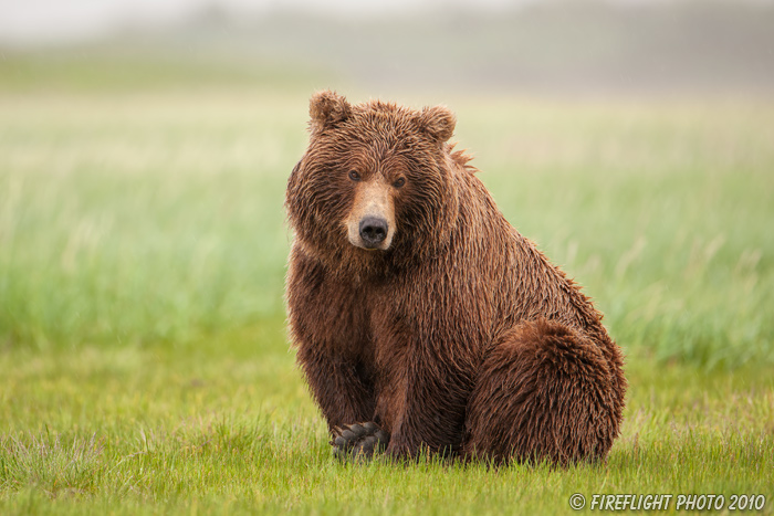 wildlife;Bear;Grizzly Bear;Brown Bear;Coastal Bear;Ursus Arctos;Katmai NP;Hallo Bay