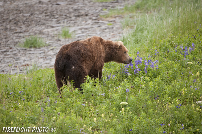 wildlife;Bear;Grizzly Bear;Brown Bear;Coastal Bear;Ursus Arctos;Boar;Lupins;Katmai NP;Kukak Bay