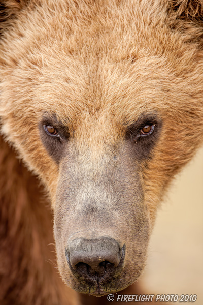 wildlife;Bear;Grizzly Bear;Brown Bear;Coastal Bear;Ursus Arctos;Head Shot;Katmai NP;Kukak Bay