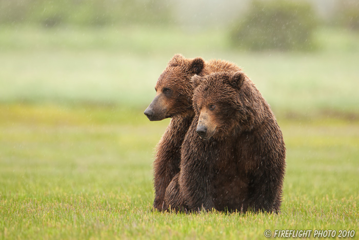 wildlife;Bear;Grizzly Bear;Brown Bear;Coastal Bear;Ursus Arctos;Katmai NP;Hallo Bay