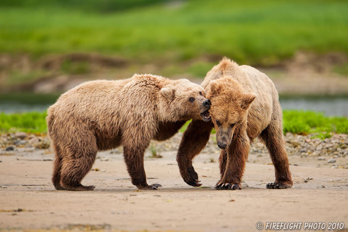 wildlife;Bear;Grizzly Bear;Brown Bear;Coastal Bear;Ursus Arctos;Fighting;Katmai NP;Kukak Bay;D3X