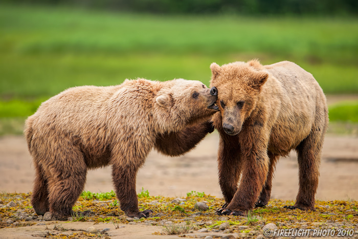wildlife;Bear;Grizzly Bear;Brown Bear;Coastal Bear;Ursus Arctos;Fighting;Katmai NP;Kukak Bay;D3X