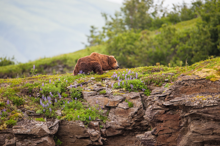 wildlife;Bear;Grizzly Bear;Brown Bear;Coastal Bear;Ursus Arctos;Boar;Lupins;Katmai NP;Kukak Bay