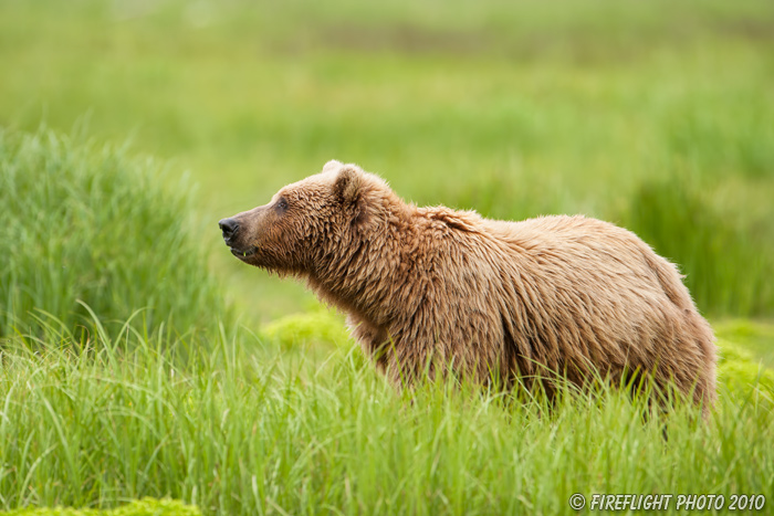 wildlife;Bear;Grizzly Bear;Brown Bear;Coastal Bear;Ursus Arctos;Katmai NP;Kukak Bay