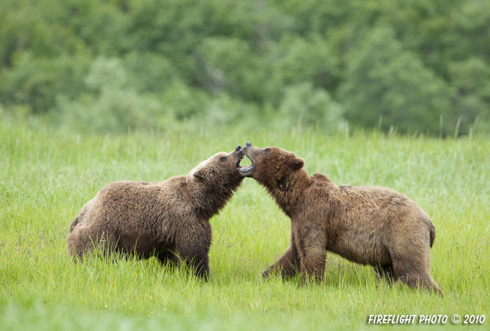 wildlife;Bear;Grizzly Bear;Brown Bear;Coastal Bear;Ursus Arctos;Fighting;Katmai NP;Kukak Bay