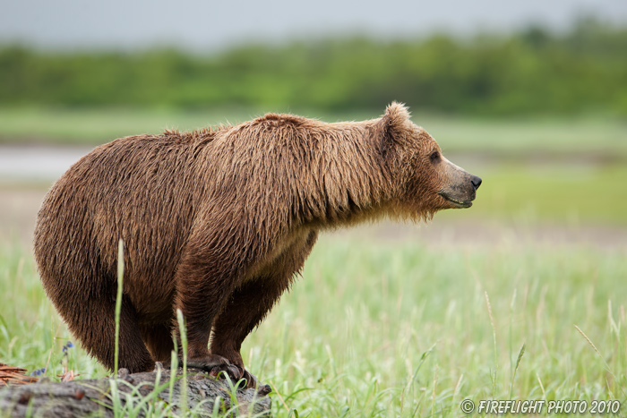 wildlife;Bear;Grizzly Bear;Brown Bear;Coastal Bear;Ursus Arctos;Katmai NP;Hallo Bay