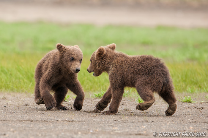 wildlife;Bear;Grizzly Bear;Brown Bear;Coastal Bear;Ursus Arctos;Cubs;Fighting;Katmai NP;Hallo Bay