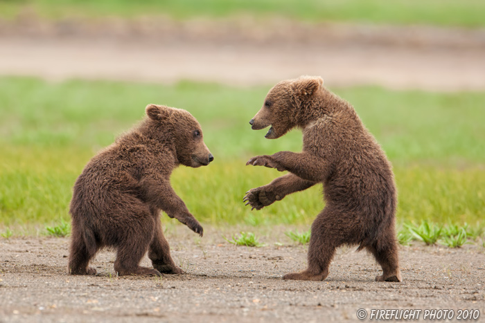 wildlife;Bear;Grizzly Bear;Brown Bear;Coastal Bear;Ursus Arctos;Cubs;Fighting;Katmai NP;Hallo Bay