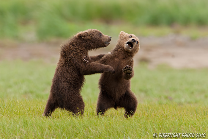 wildlife;Bear;Grizzly Bear;Brown Bear;Coastal Bear;Ursus Arctos;Cubs;Fighting;Playing;Katmai NP;Hallo Bay