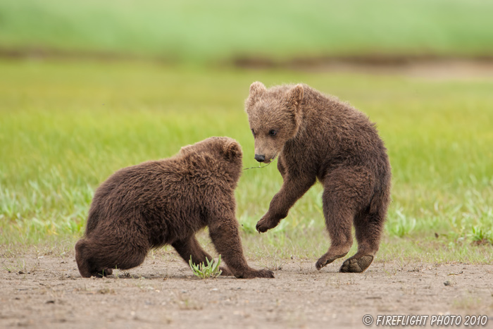 wildlife;Bear;Grizzly Bear;Brown Bear;Coastal Bear;Ursus Arctos;Cubs;Fighting;Katmai NP;Hallo Bay