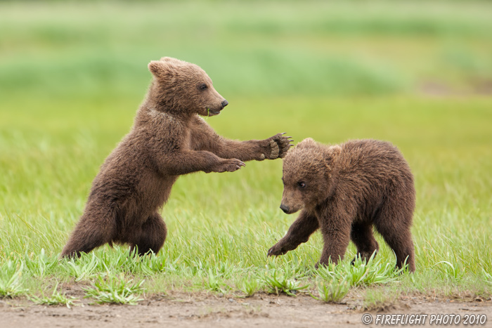 wildlife;Bear;Grizzly Bear;Brown Bear;Coastal Bear;Ursus Arctos;Cubs;Fighting;Katmai NP;Hallo Bay