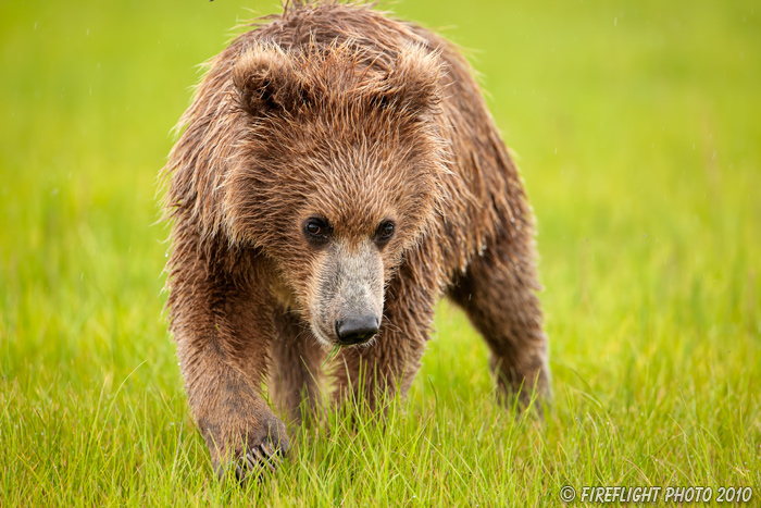 wildlife;Bear;Grizzly Bear;Brown Bear;Coastal Bear;Ursus Arctos;Cub;Head Shot;Katmai NP;Hallo Bay