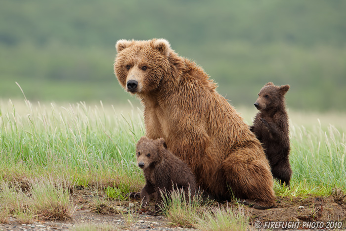 wildlife;Bear;Grizzly Bear;Brown Bear;Coastal Bear;Ursus Arctos;Cubs;Fighting;Katmai NP;Hallo Bay