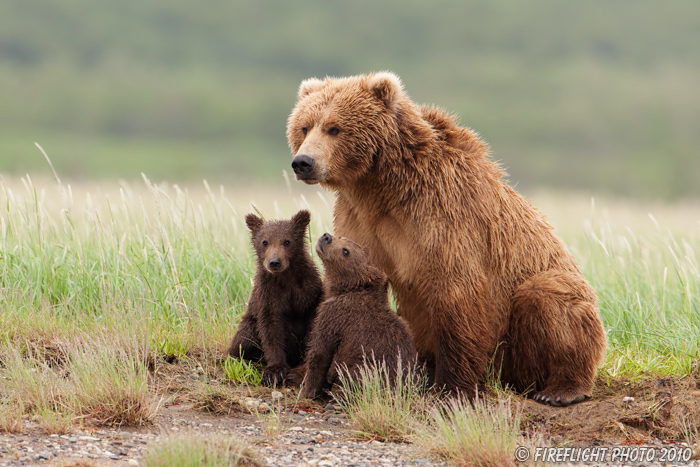 wildlife;Bear;Grizzly Bear;Brown Bear;Coastal Bear;Ursus Arctos;Cubs;Katmai NP;Hallo Bay