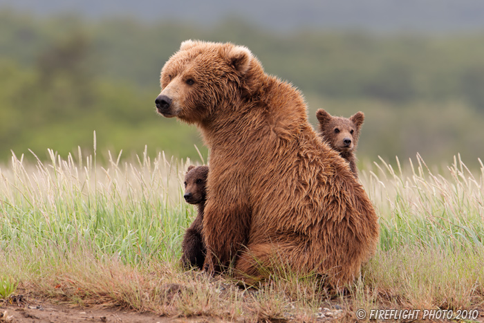 wildlife;Bear;Grizzly Bear;Brown Bear;Coastal Bear;Ursus Arctos;Cubs;Katmai NP;Hallo Bay