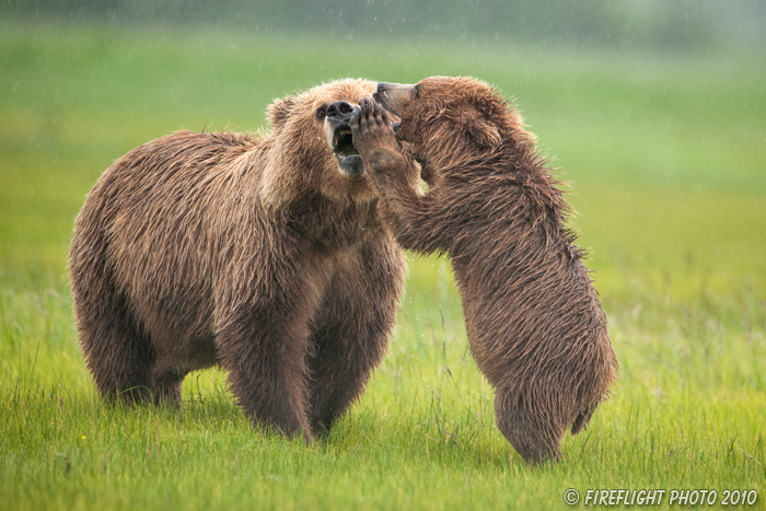 wildlife;Bear;Grizzly Bear;Brown Bear;Coastal Bear;Ursus Arctos;Cub;Kiss;Katmai NP;Hallo Bay