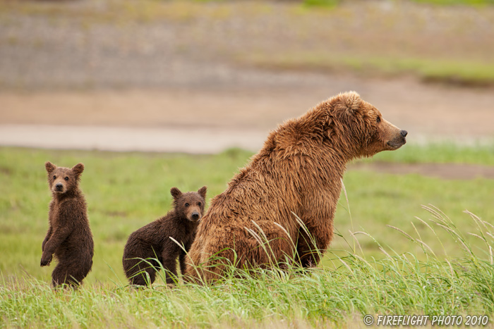 wildlife;Bear;Grizzly Bear;Brown Bear;Coastal Bear;Ursus Arctos;Cubs;Sow;Katmai NP;Hallo Bay