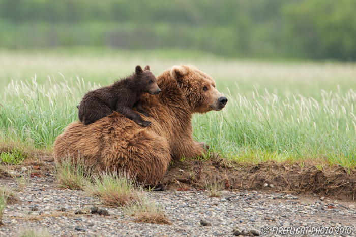 wildlife;Bear;Grizzly Bear;Brown Bear;Coastal Bear;Ursus Arctos;Cub;Katmai NP;Hallo Bay;D3X