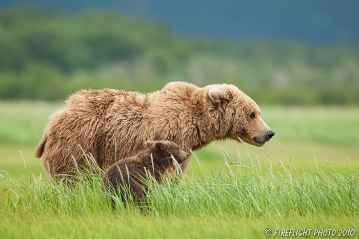 wildlife;Bear;Grizzly Bear;Brown Bear;Coastal Bear;Ursus Arctos;Cub;Katmai NP;Hallo Bay;D3X