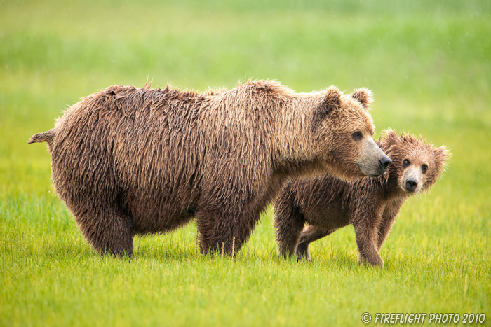 wildlife;Bear;Grizzly Bear;Brown Bear;Coastal Bear;Ursus Arctos;Cub;Katmai NP;Hallo Bay;D3X
