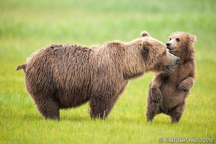 wildlife;Bear;Grizzly Bear;Brown Bear;Coastal Bear;Ursus Arctos;Cub;Sow;Katmai NP;Hallo Bay