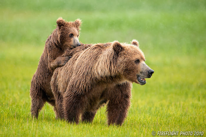 wildlife;Bear;Grizzly Bear;Brown Bear;Coastal Bear;Ursus Arctos;Cub;Fighting;Katmai NP;Hallo Bay