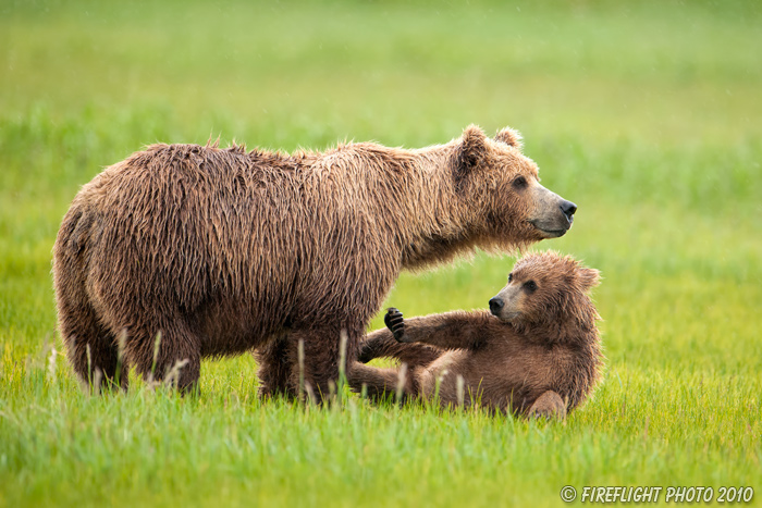 wildlife;Bear;Grizzly Bear;Brown Bear;Coastal Bear;Ursus Arctos;Cub;Playing;rain;Katmai NP;Hallo Bay